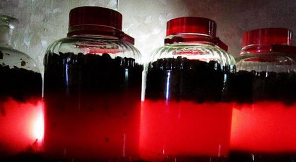 红提子酒的材料和酿制方法