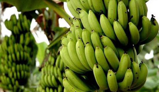 吃香蕉的禁忌与注意事项
