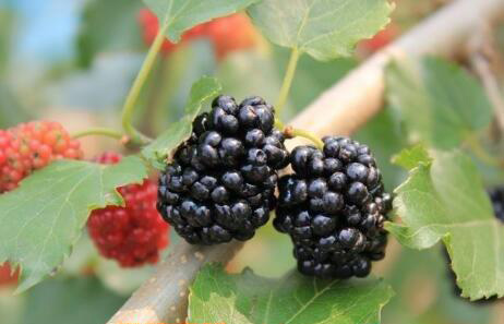 黑莓果的营养价值 吃黑莓果的好处
