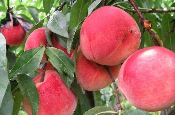 水蜜桃和毛桃的区别 吃水蜜桃的好处