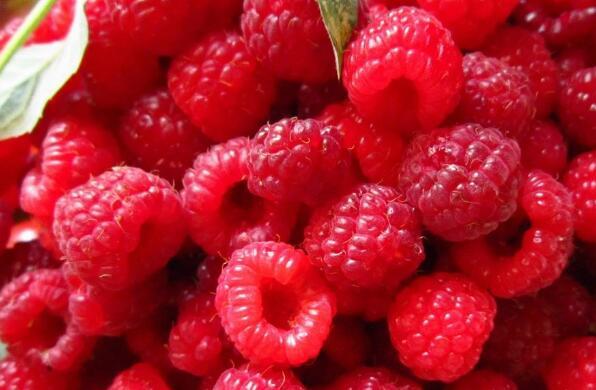 树莓怎么吃效果最好 吃树莓的注意事项