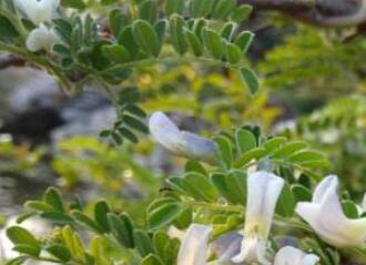 白刺花的功效与作用 白刺花的药用价值