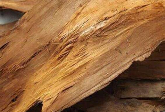 杉木树皮的功效与主治