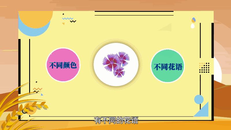 石竹花花语 石竹花花语是什么