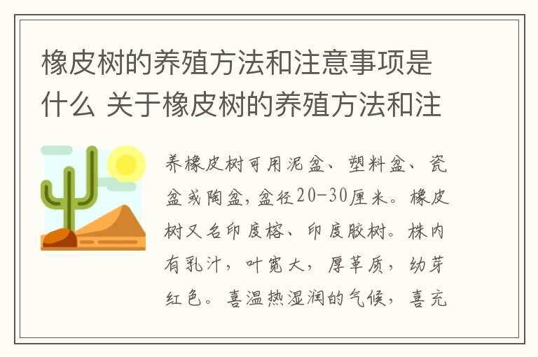 橡皮树的养殖方法和注意事项是什么 关于橡皮树的养殖方法和注意事项是什么